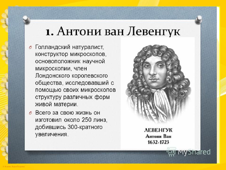 Ливенгук. Антонио Ван Левенгук вклад в биологию. Голландский натуралист Антони Ван Левенгук. Антони Ван Левенгук открытия. Учёный Антони Ван Левенгук вклад.