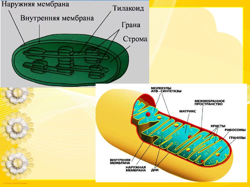 Биология 2021