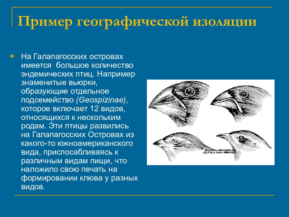 Изоляция эволюционный фактор презентация