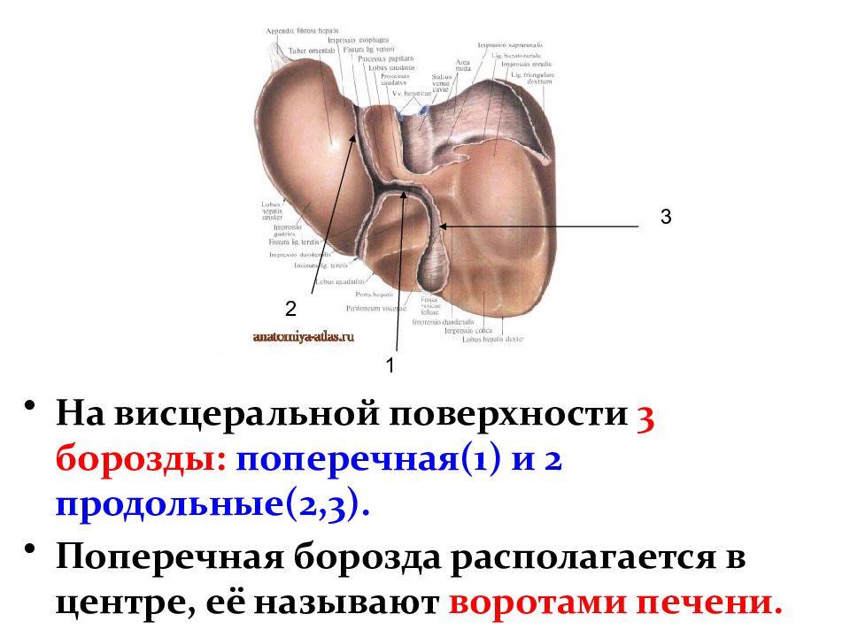 Анатомия и физиология печени презентация