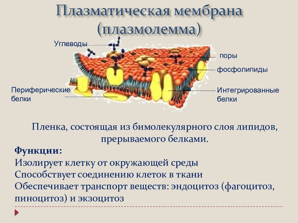 Работа по строению клетки 10 класс. Изолирует клетку от внешней среды.