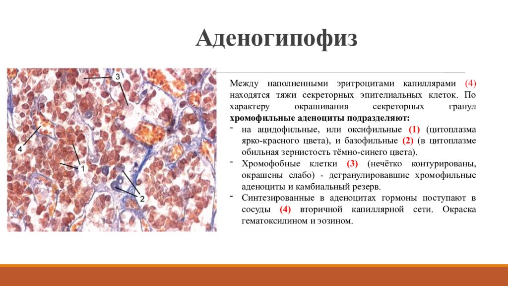 Аденогипофиз. Аденогипофиз строение гистология. Аденоциты аденогипофиз. Базофильные клетки аденогипофиза. Гормоны туберальной части аденогипофиза.