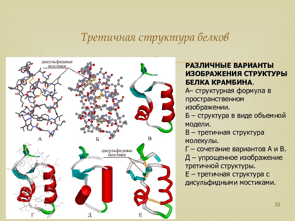 Аминокислоты и белки презентация