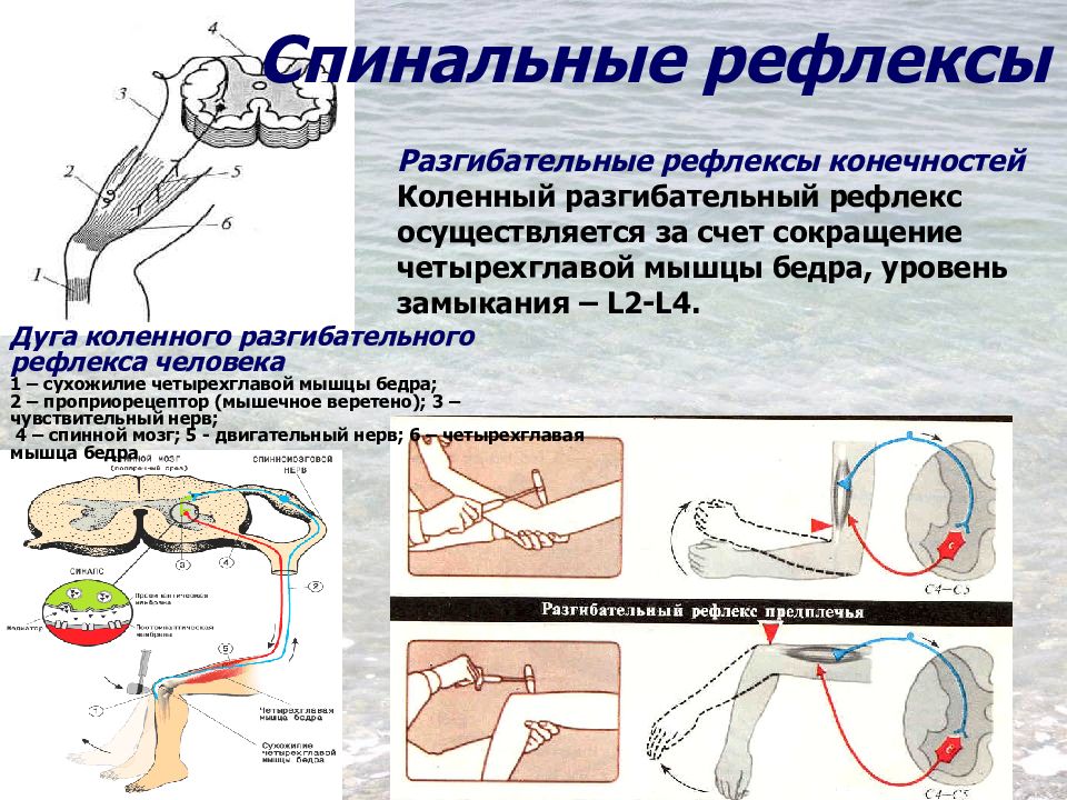 Ахиллов рефлекс схема