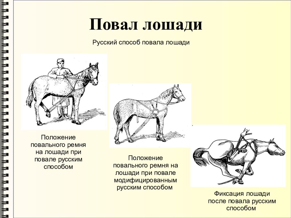 Положение животных. Методы фиксации и повала лошадей. Русский метод повала лошади. Белорусский способ повала лошадей. Метод фиксации лошади.