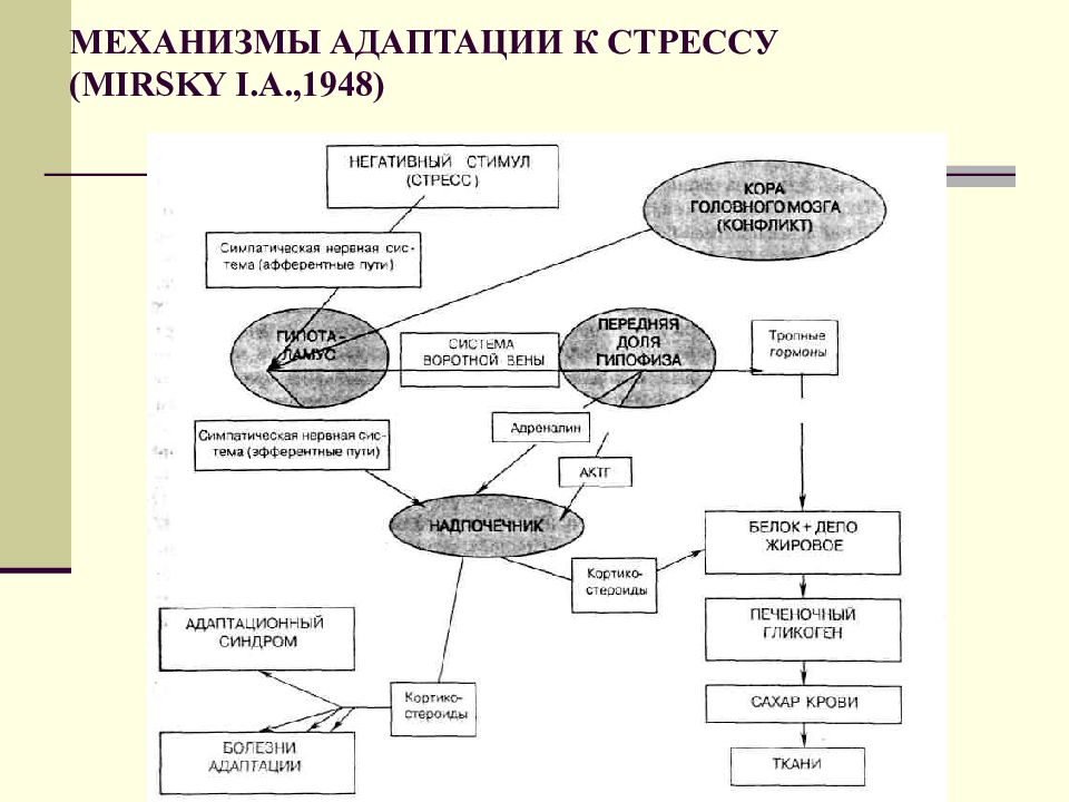 Адаптации в стрессовой ситуации. Схема механизмов адаптации. Механизмы адаптации к стрессу. Адаптация организма к стрессу схема. Адаптация к стрессу физиология.