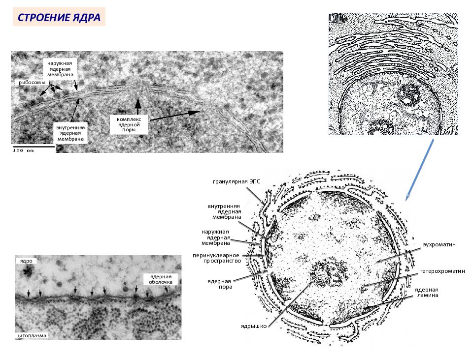 Ядро клетки схема. Комплекс поры ядерной оболочки строение. Особенности строения ядра клетки. Строение ядра эухроматин. Ядро и ядрышко строение.