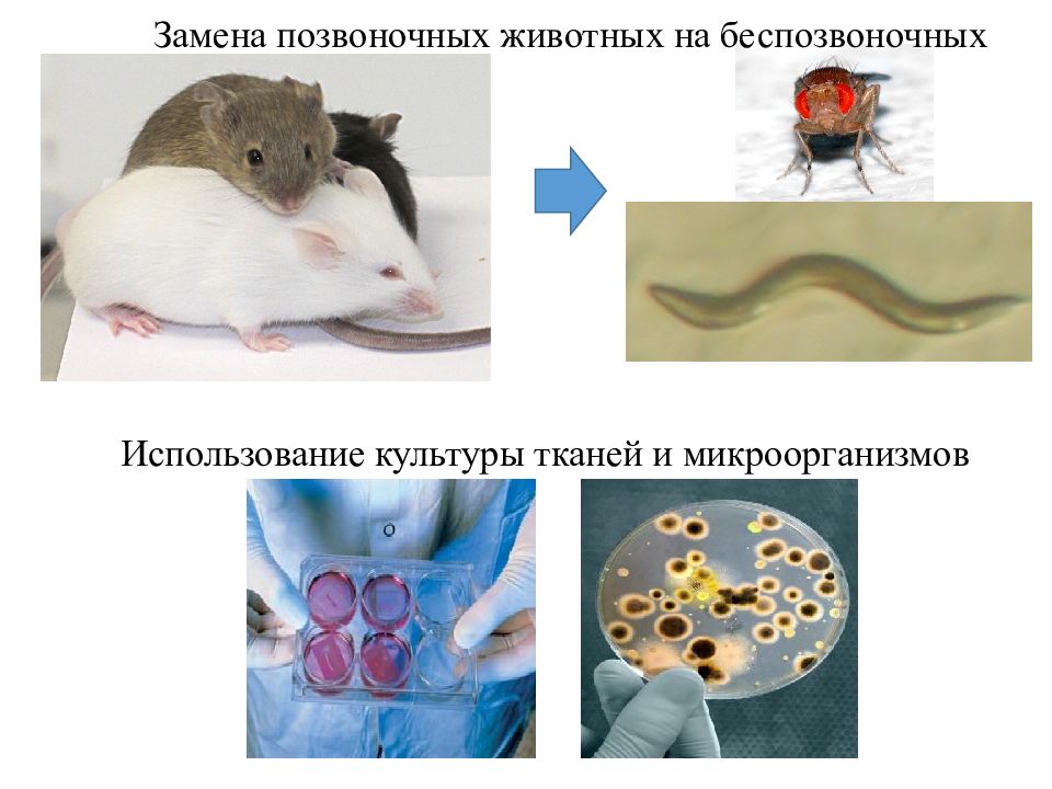 Презентация эксперименты на животных