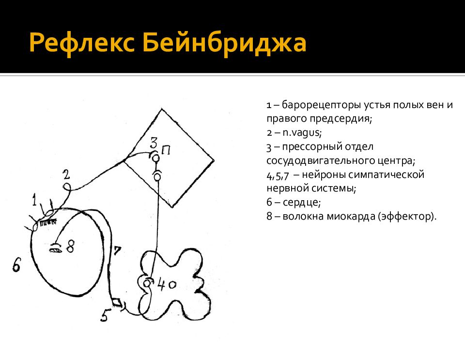 Рефлекса циона людвига блок схема