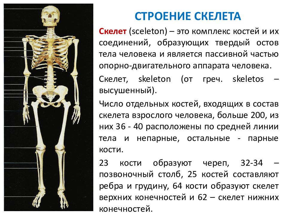 Скелет 8 класс биология презентация