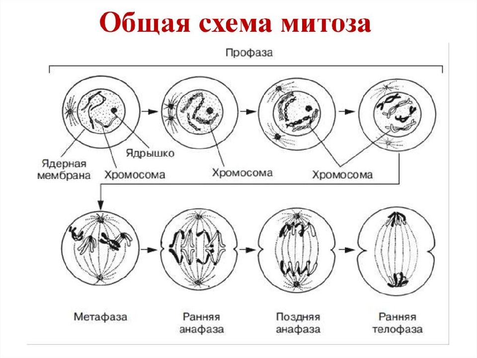 Фазы деления клетки рисунок