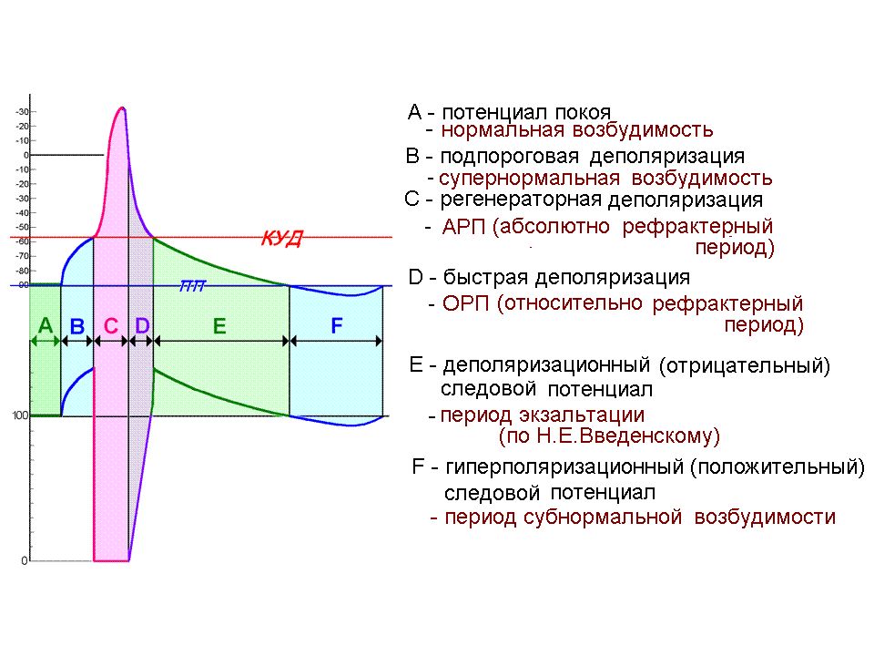 Возбудимость. Супернормальная возбудимость. Возбудимость тканей. Период нормальной возбудимости. Деполяризация возбудимость.
