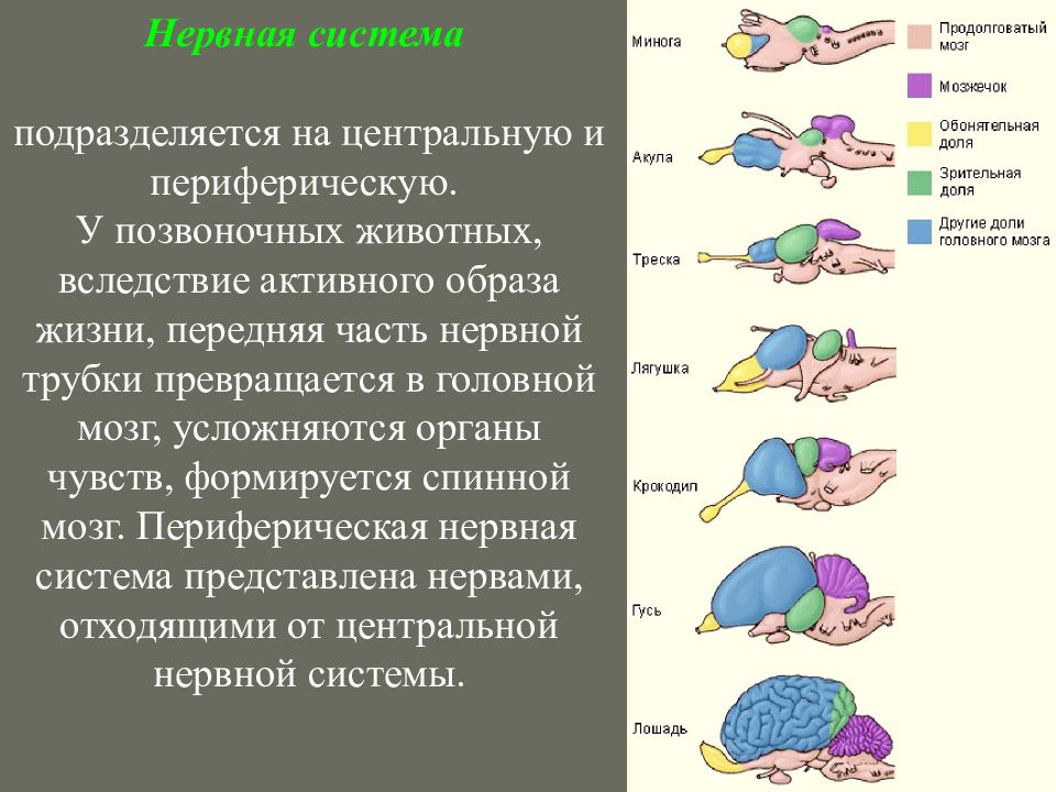 Мозг позвоночных сравнение. Центральная нервная система позвоночных животных. Эволюция нервной системы. Эволюция мозга позвоночных животных. Эволюция нервной системы позвоночных.