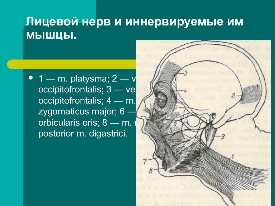 Ушной нерв. Лицевой нерв анатомия ядра. Проекция ветвей лицевого нерва топографическая анатомия. Лицевые нервы топография. Лицевой нерв иннервирует мышцы.