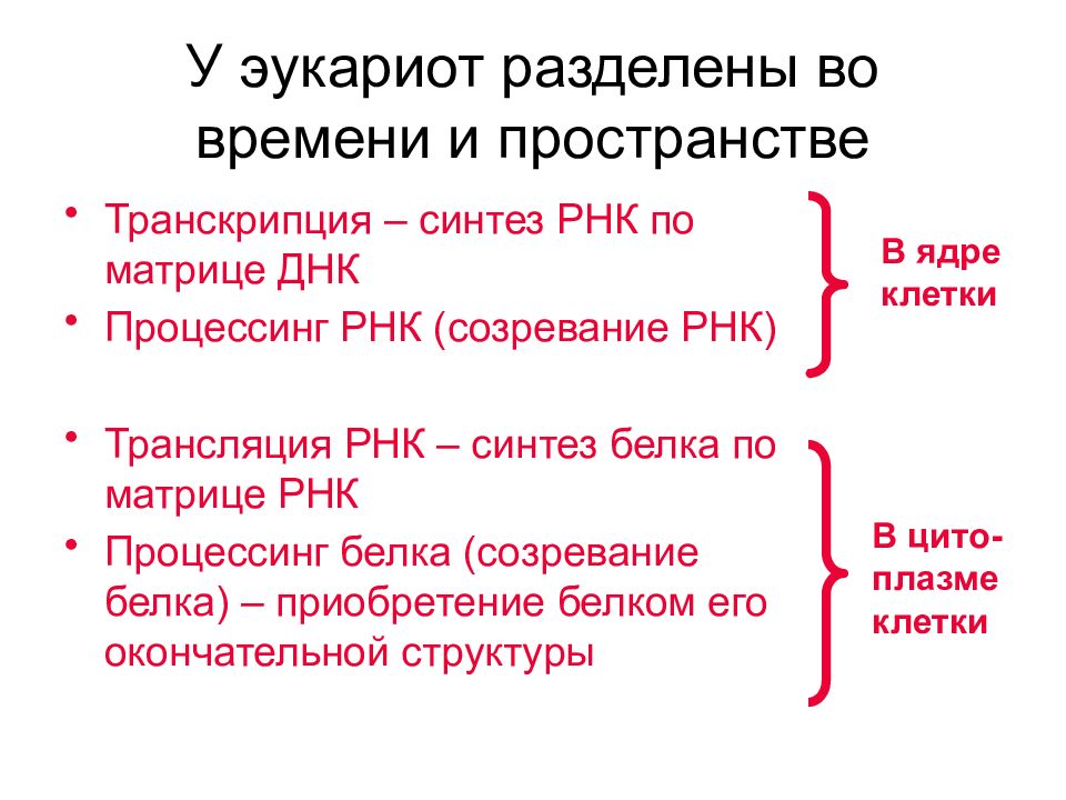 Стадии транскрипции эукариот