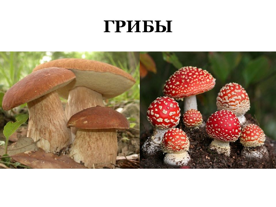 Лесные опасности окружающий мир грибы. Ядовитые грибы. Лесные грибы опасные для человека. Опасные грибы в лесу для человека. Ядовитые растения и грибы.