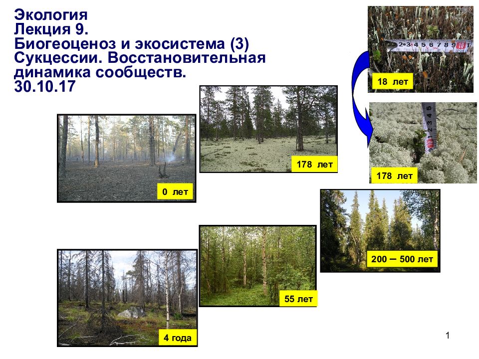 Искусственные сообщества агроэкосистемы и урбоэкосистемы. Искусственные сообщества урбоэкосистемы. Урбоэкосистемы примеры. Урбоэкосистемы схема. Экологическая сукцессия.