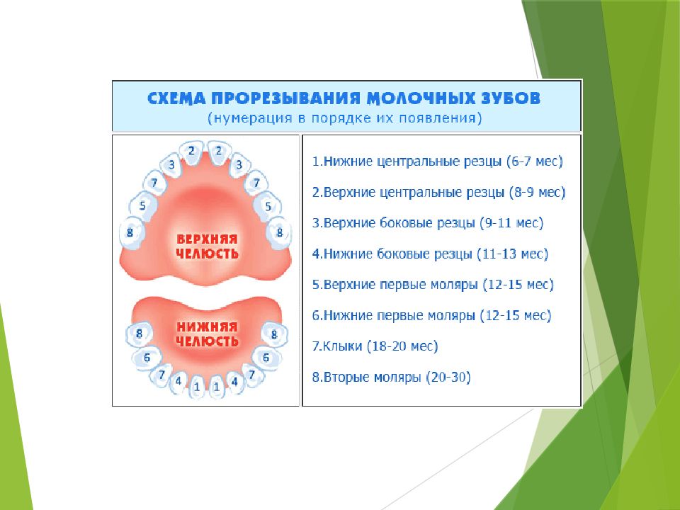 Строение молочного зуба у детей фото схема