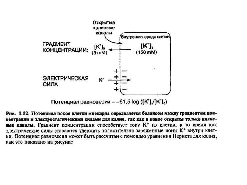 Градиент концентрации. Концентрационный градиент потенциала покоя. Калиевый канал потенциал покоя. Потенциал покоя клетки формула. Электрический потенциал равновесия.