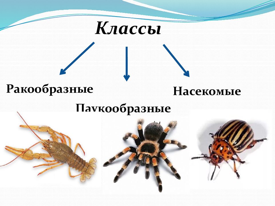 Тип членистоногие паукообразные