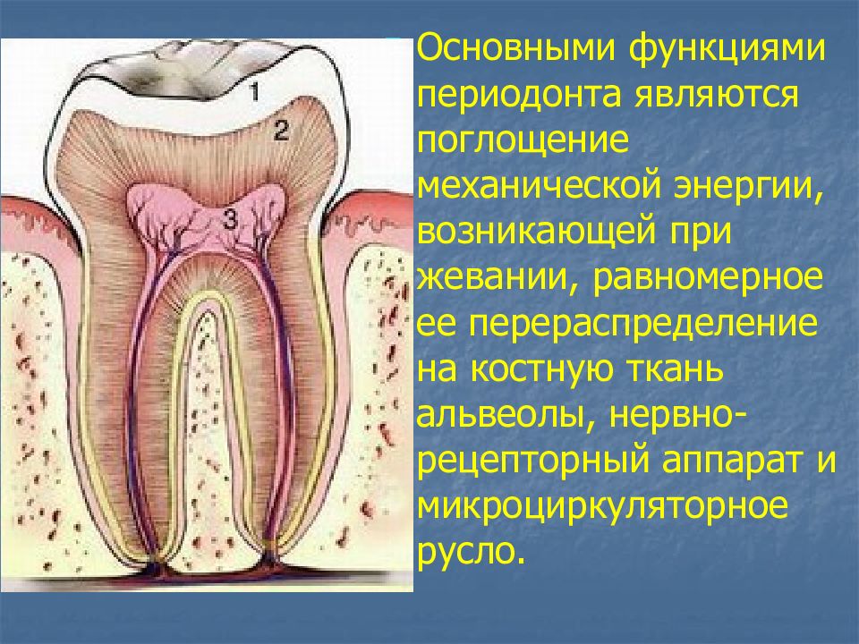 Периодонт. Анатомия и функции периодонта. Периодонт функции периодонта. Основная функция периодонта. Ткани периодонта.