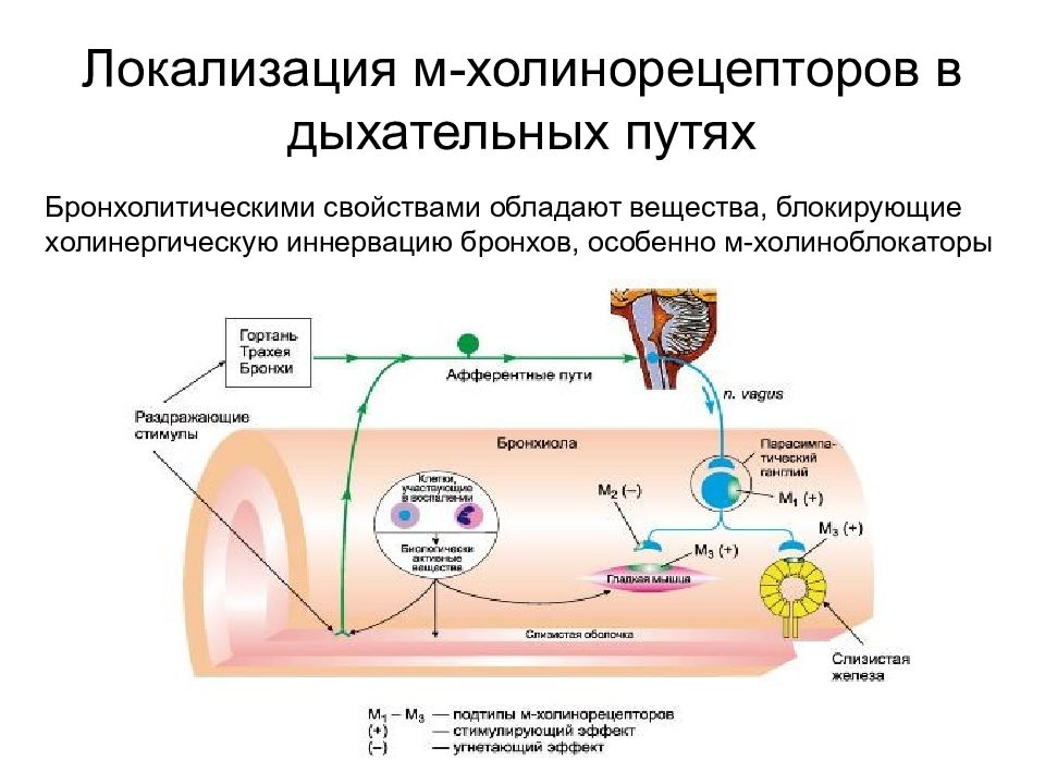 Холинорецепторы. М1 холинорецепторы механизм сопряжения. Локализация м3 холинорецепторов. М1 и м2 холинорецепторы. Локализация м2 и м3 холинорецепторов.