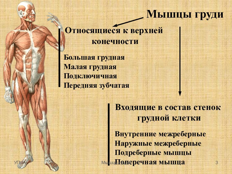 Картинки для презентации мышцы