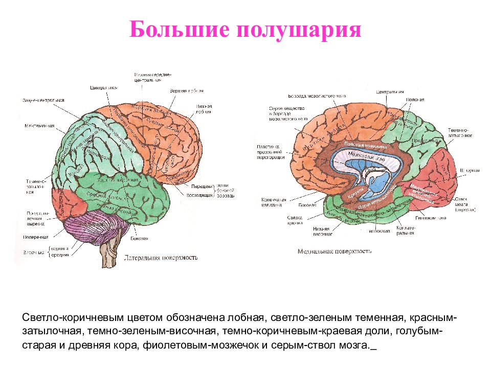 Какие функции выполняет полушарие большого мозга