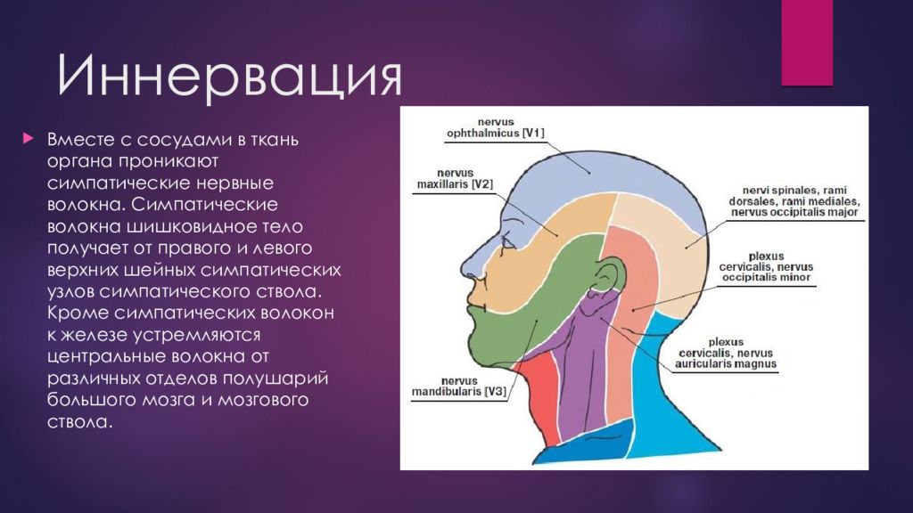 Иннервация это. Иннервация кожи головы анатомия. Иннервация эпифиза. Иннервация это в анатомии. Иннервация кожи туловища анатомия.