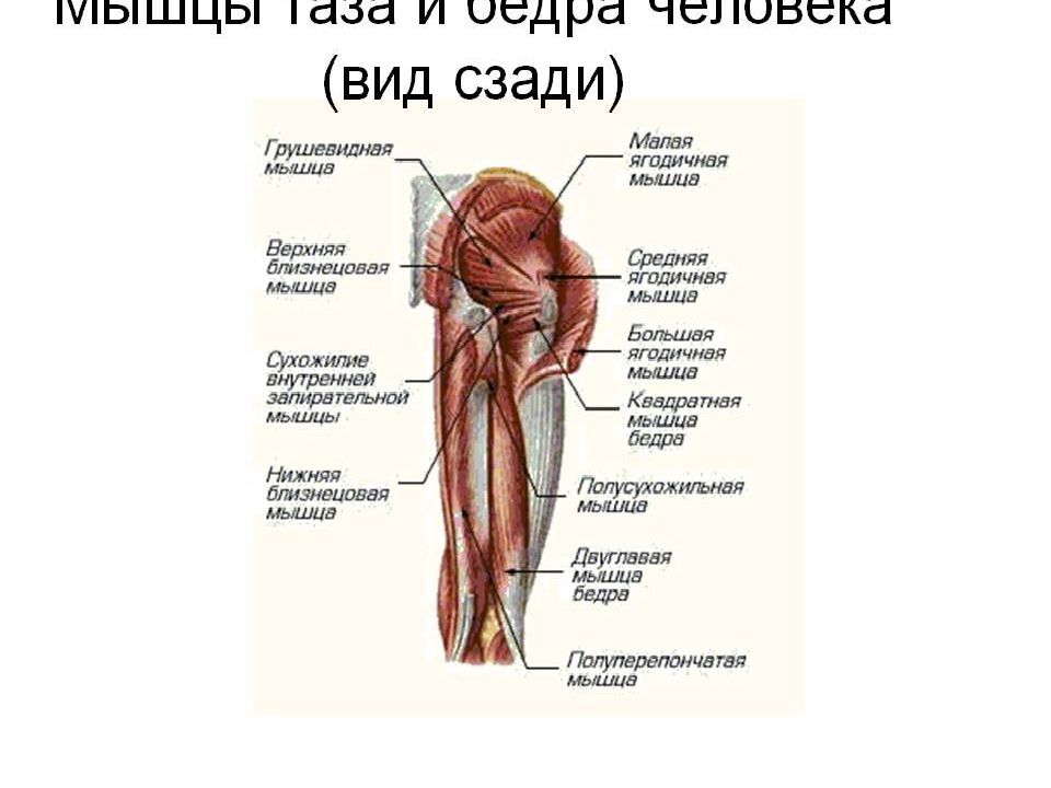 5 6 мышца. Задняя группа мышц нижней конечности. Мышцы таза и бедра анатомия. Наружные мышцы таза анатомия. Мышцы таза наружная группа.