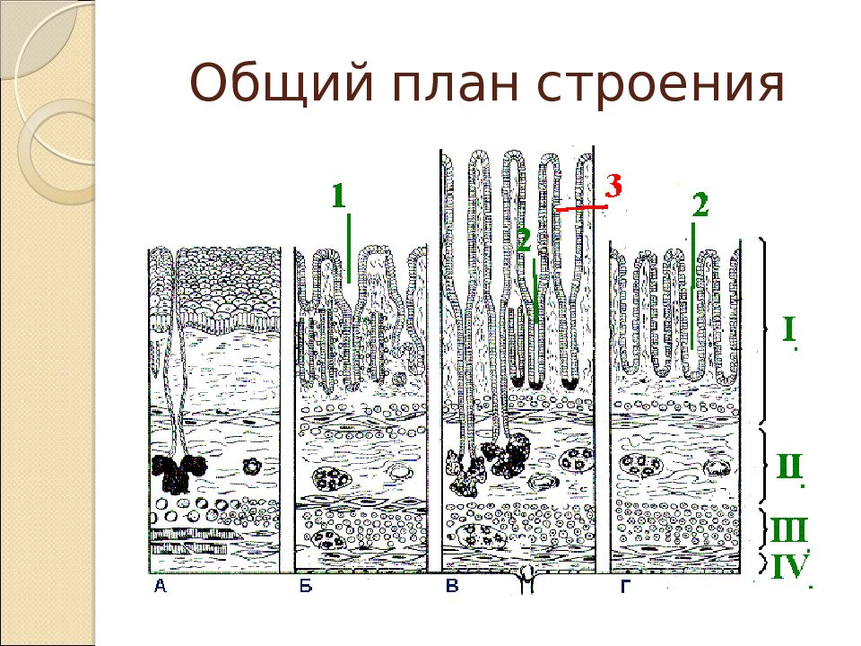 Общий план строения пищеварительной трубки гистология