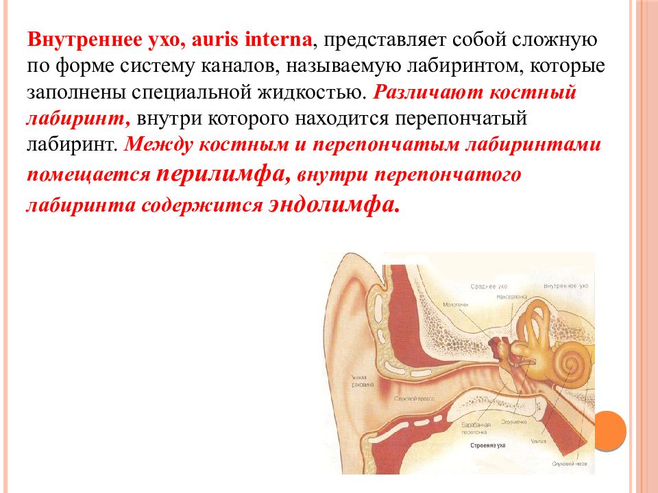 Органы слуха равновесия и их анализаторы презентация