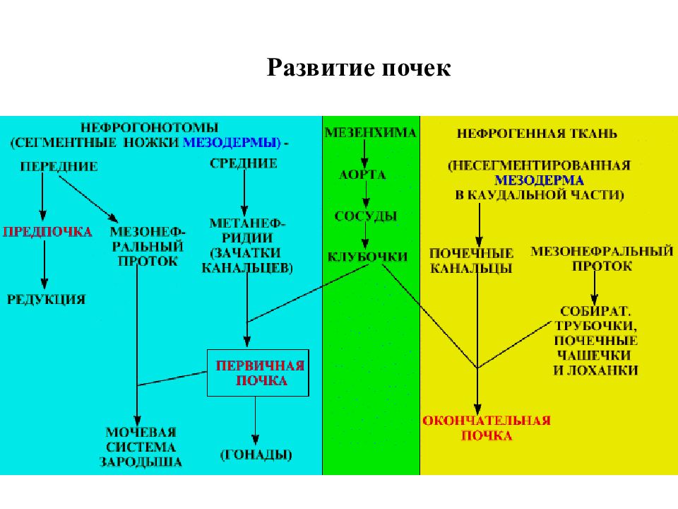 Источники развития компании. Эволюция почки. 18. Мезенхима, источники развития, производные.. Источники развития амеионп. Нарушение развития производных кожи человека:.