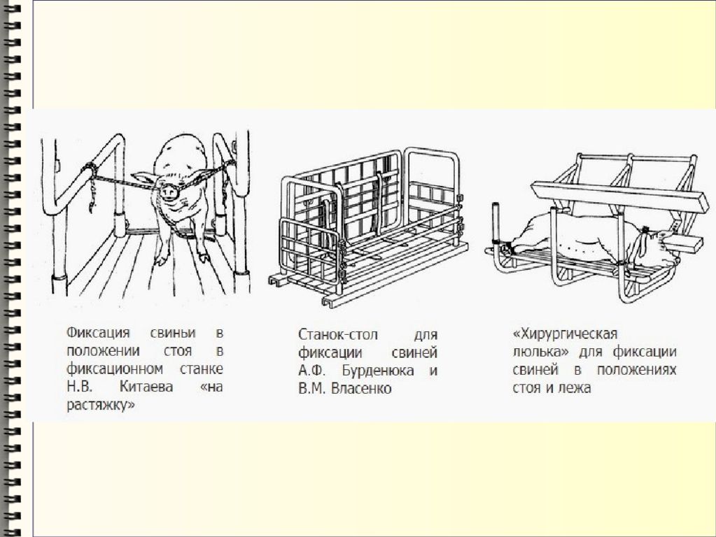 Фиксации положения. Методы фиксации свиней. Станок для фиксации поросят. Фиксация свиней в станке. Столы для фиксации с-х животных.