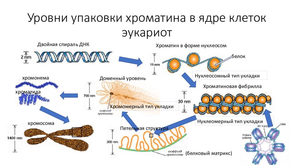 Количество днк в ядре. Компактизация ДНК эукариот. Уровни организации хроматина у эукариот. Уровни компактизации хроматина. Уровни организации хроматина.