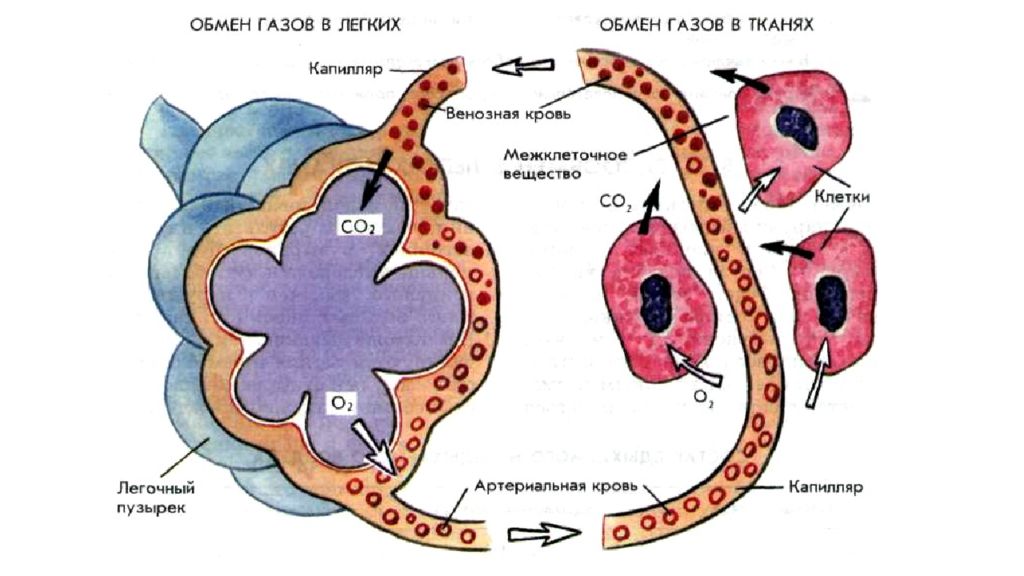 Обмен газов между кровью и тканями схема