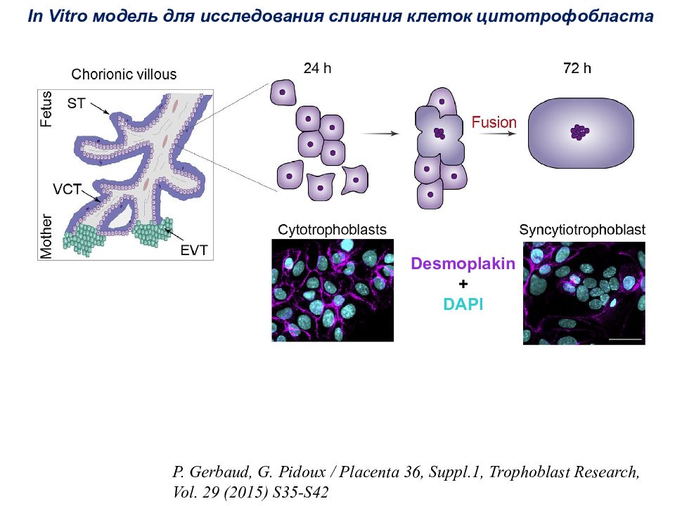 Слияние клеток. Сливание клеток это. Модель in vitro. Клетки цитотрофобласта.