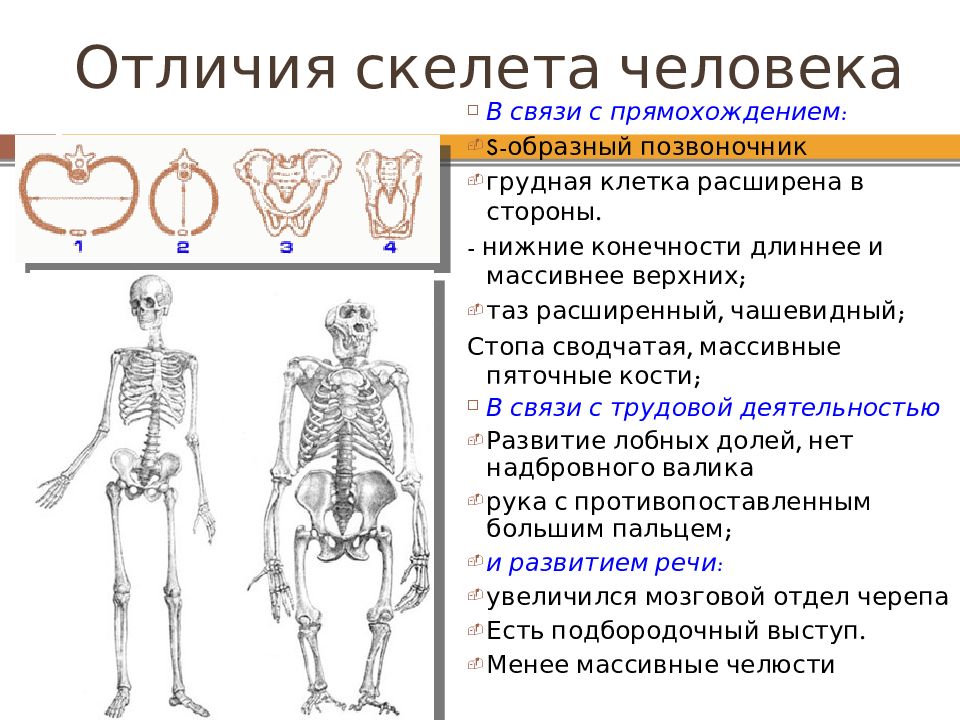 Половые различия мужчин. Отличия скелет человека. Строение скелета взрослого человека. Скелет ребенка и взрослого человека. Скелет ребенка отличается от скелета взрослого человека.