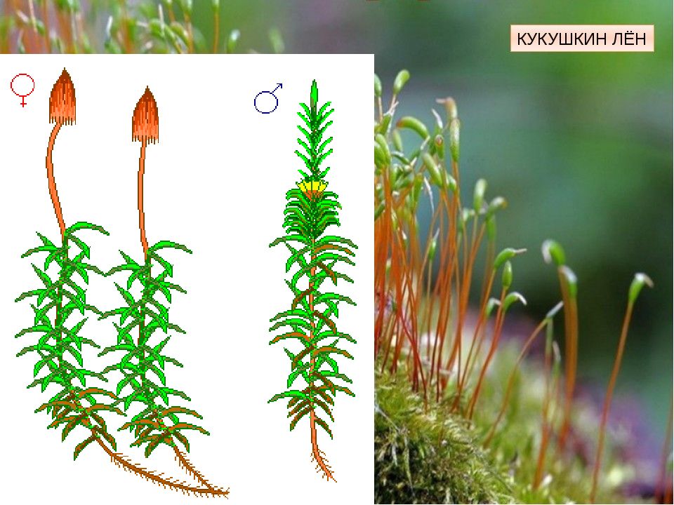 Мох кукушкин лен фото как рисовать