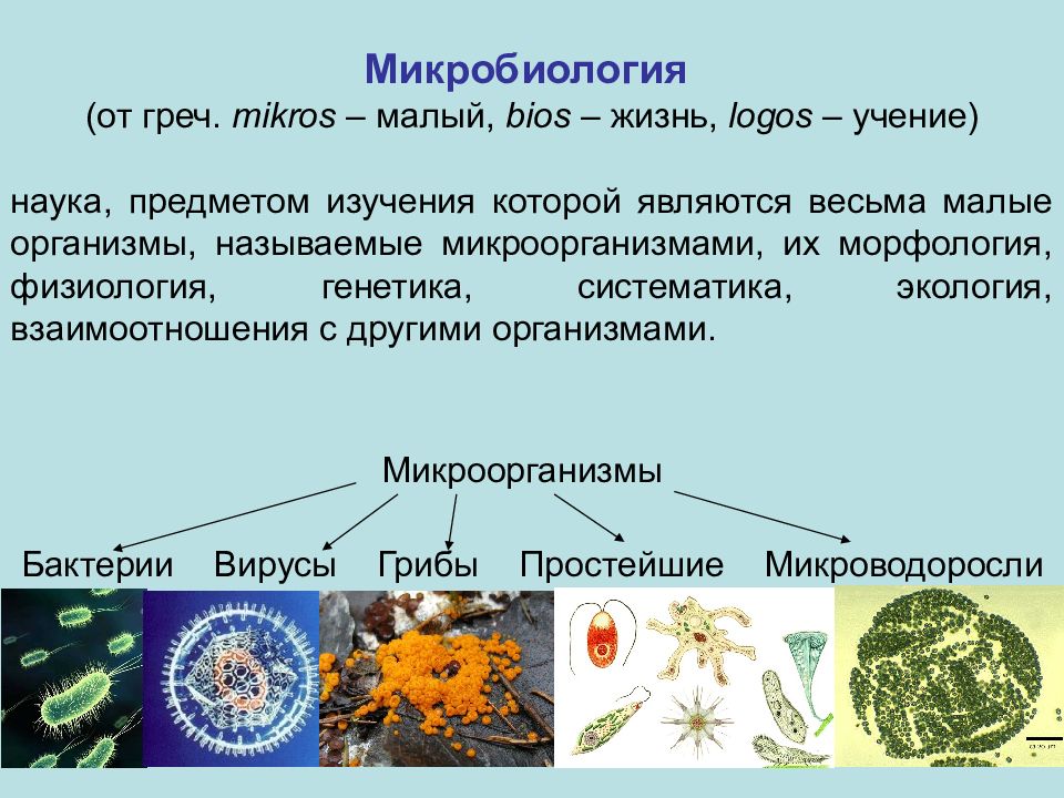 Презентация по микробиологии. Микробиология презентация. Тема для презентации микробиология. Микроорганизмы для презентации.