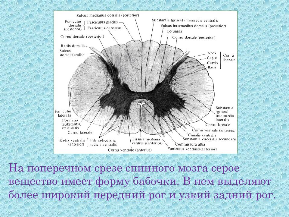 Серый мозг латынь. Строение спинного мозга белое вещество серое вещество. Серое вещество спинного мозга на поперечном разрезе. Серое и белое вещество спинного мозга анатомия. Схема поперечного строения спинного мозга.