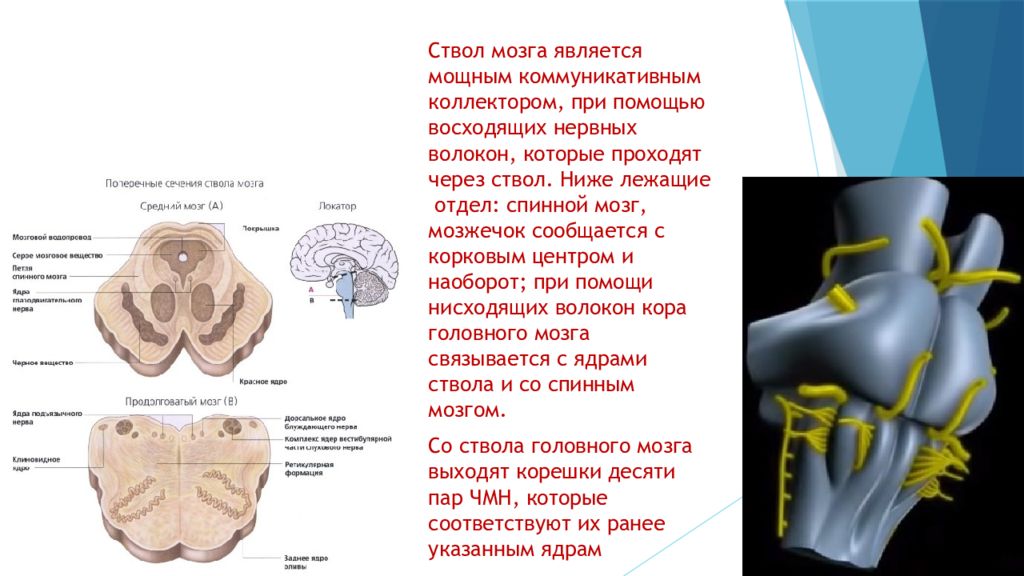 Повреждения ствола мозга. Ядра ствола головного мозга. Ядра ствола. Тонические ядра ствола мозга. Ствол мозга Черепные ядра.