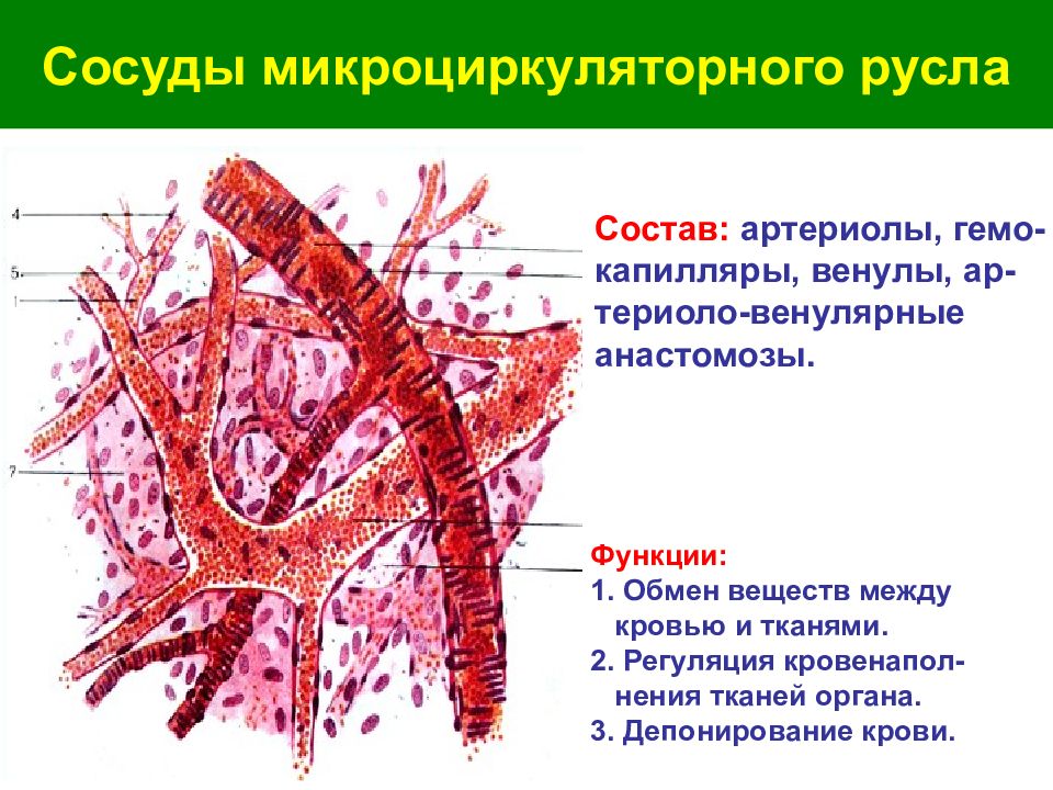 Орган капилляр