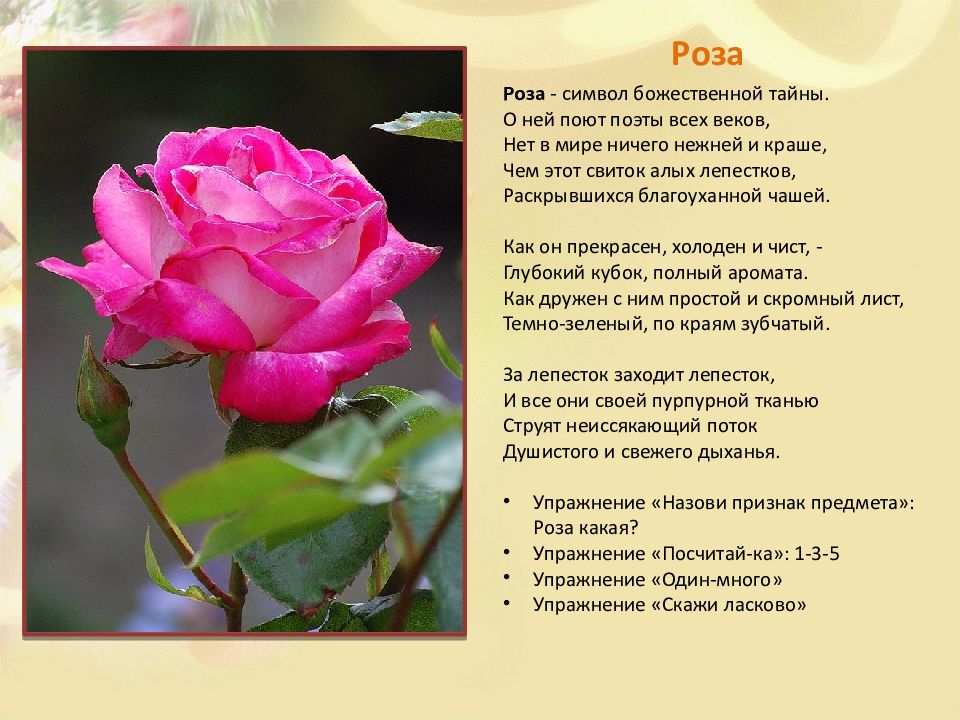Текст розочка. Стих про розу цветок.