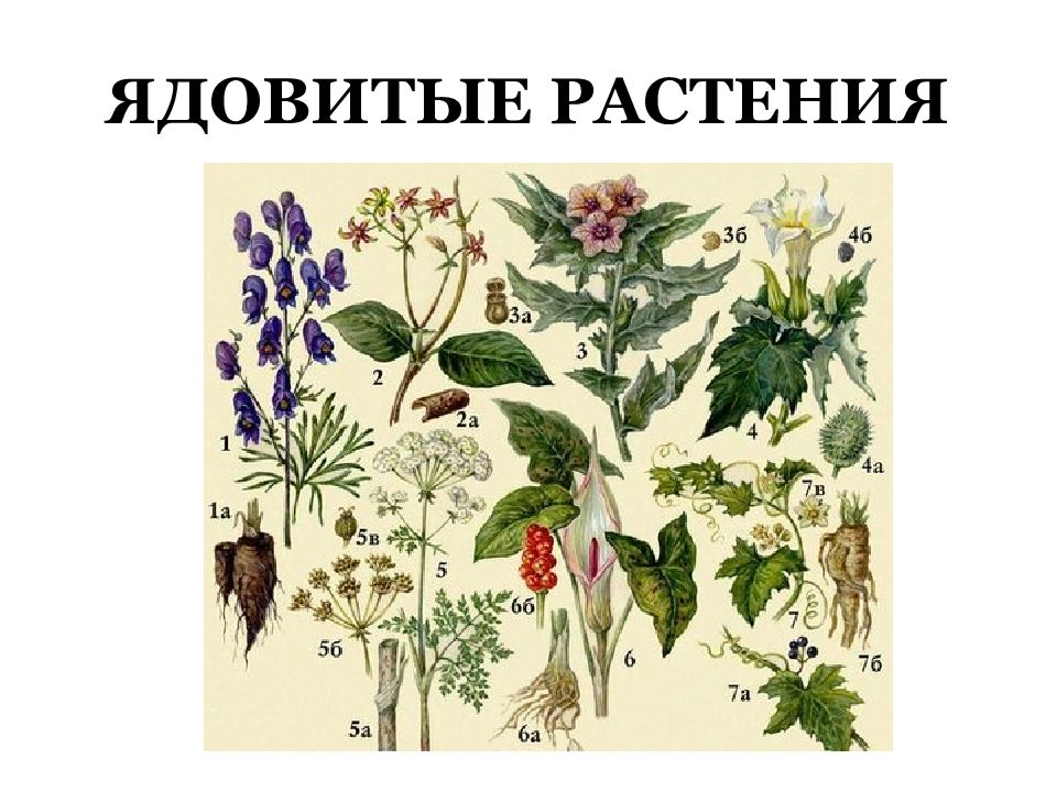 Ядовитые растения рисунок