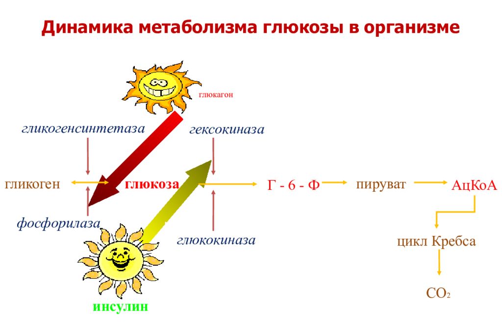 Сахарный обмен