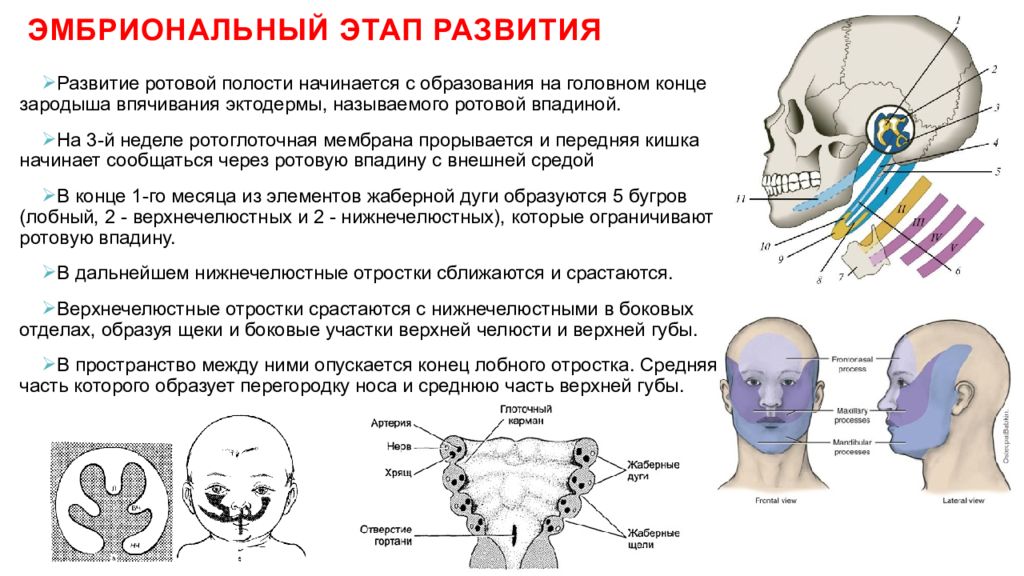 Развитие лица. Развитие ротовой полости. Формирование ротовой полости. Периоды формирования челюстей и полости рта. Развитие лица и первичной ротовой полости.