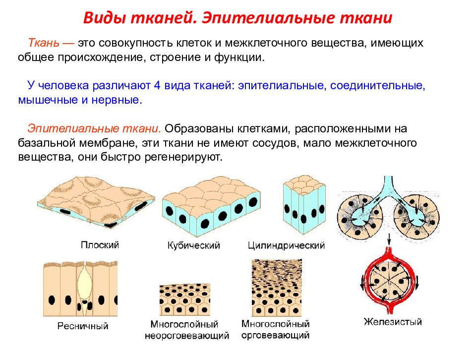 Жесткая ткань виды