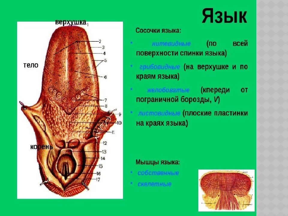 Анатомия 14. Грибовидные сосочки языка на трупе. Наиболее многочисленные сосочки языка. Сосочки языка, расположенные на границе его тела и корня. Пищеварительные сосочки.