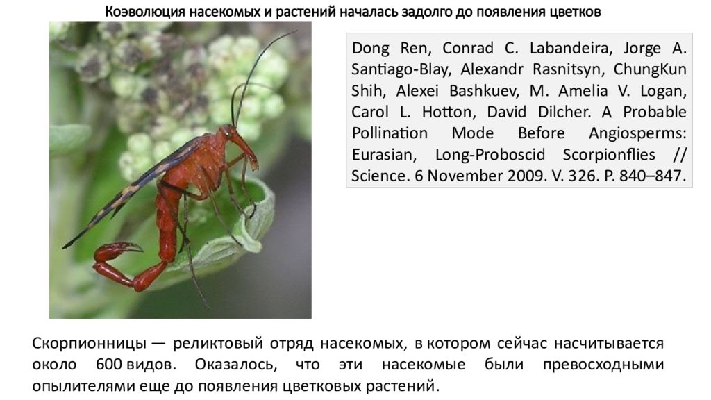 примеры коэволюции. от кого произошли насекомые. появление насекомых появление цветковых. происхождение покрытосеменных растений. происхождение классов покрытосеменных растений.
